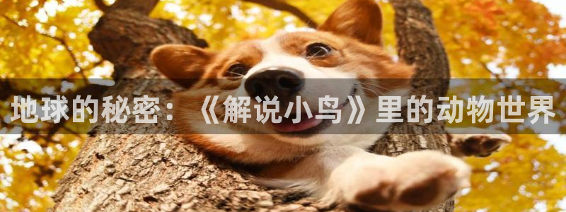 奇优影视免费观看电视剧电视剧：地球的秘密：《解说小鸟》里的动物世界
